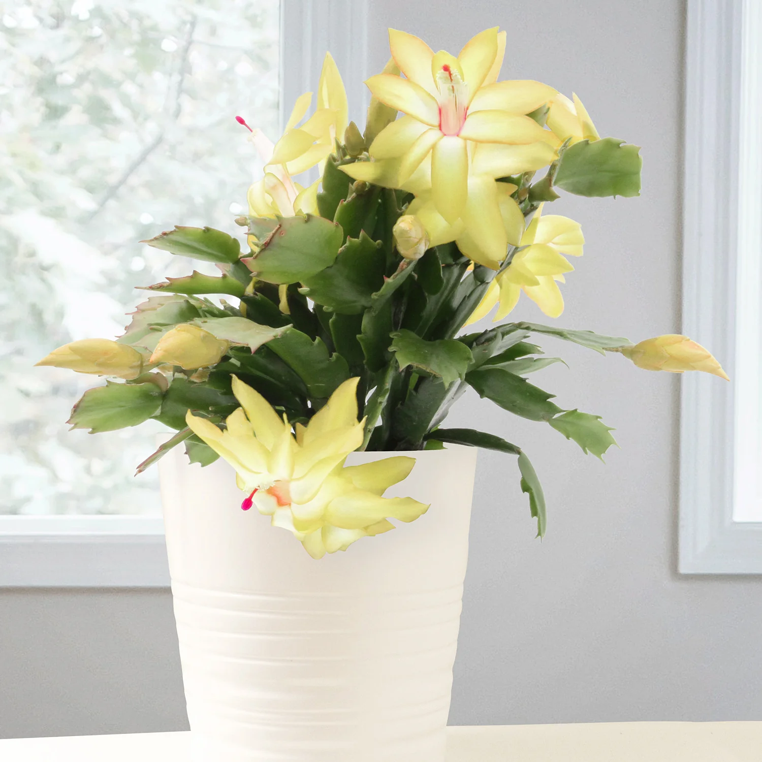 Holiday Cactus ‘Gold Charm’ (Schlumbergera hybrid)