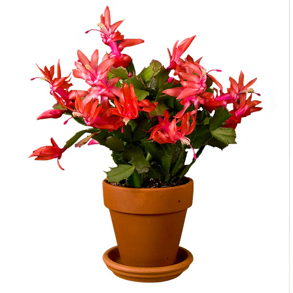 Holiday Cactus ‘Thor Alice’ (Schlumbergera hybrid)
