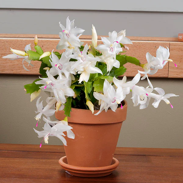 Holiday Cactus ‘Thor Britt’ (Schlumbergera truncata hybrid)