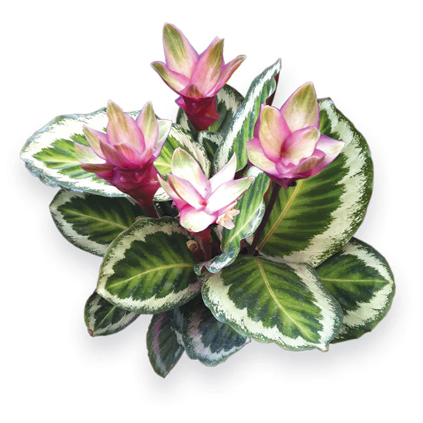 Holiday Peacock Plant (Calathea x “Holiday”) - Image 2