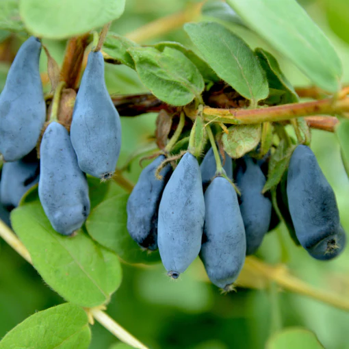 Honeyberry Bush ‘Tundra’ (Lonicera caerulea var. edulis)
