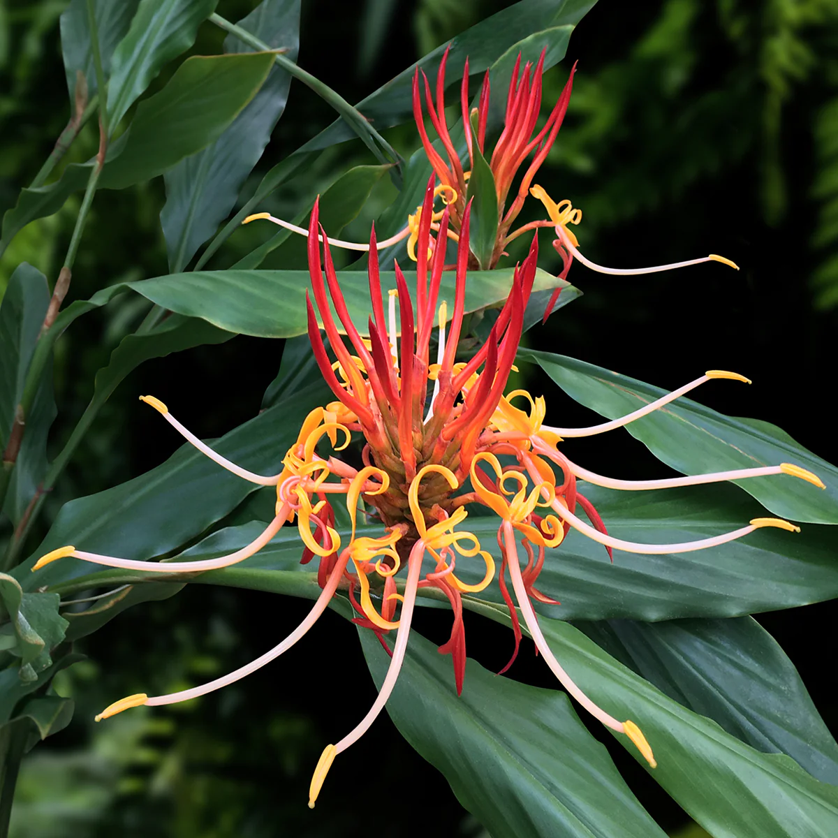 Hornbill’s Ginger (Hedychium longicornutum)