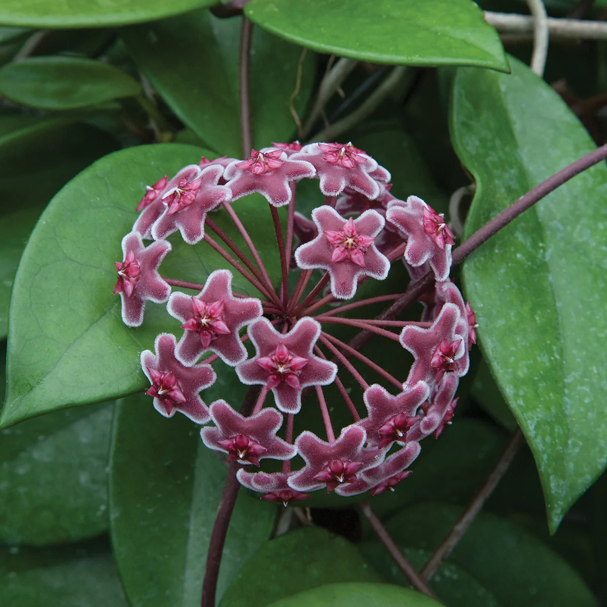 Hoya ‘Ban Ngong Ngoy’ (Hoya species)