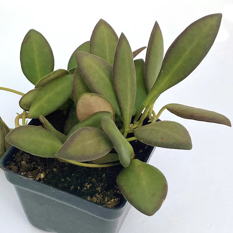 Hoya burtoniae (Hoya sp. aff. burtoniae) - Image 3