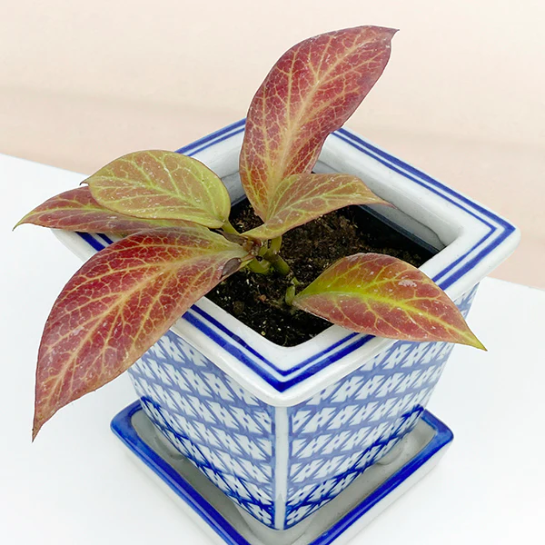Hoya ‘Sunrise’ (Hoya species) - Image 2