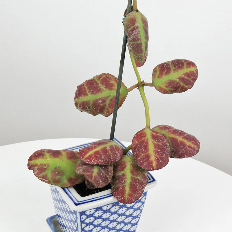 Hoya waymaniae (Hoya waymaniae)