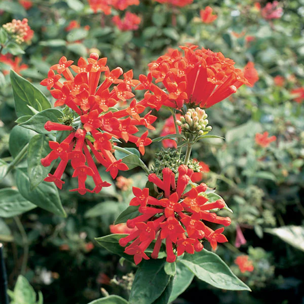 Hummingbird Flower (Bouvardia ternifolia) - Image 2