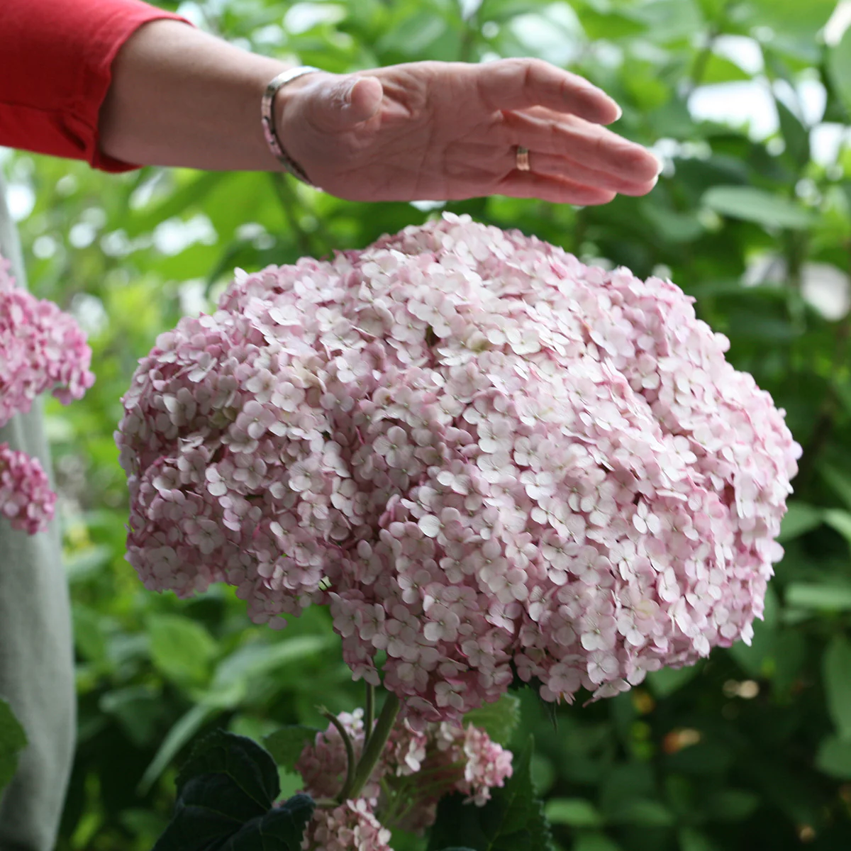 Hydrangea Incrediball™ ‘Blush’ PP (Hydrangea arborescens hybrid) - Image 2