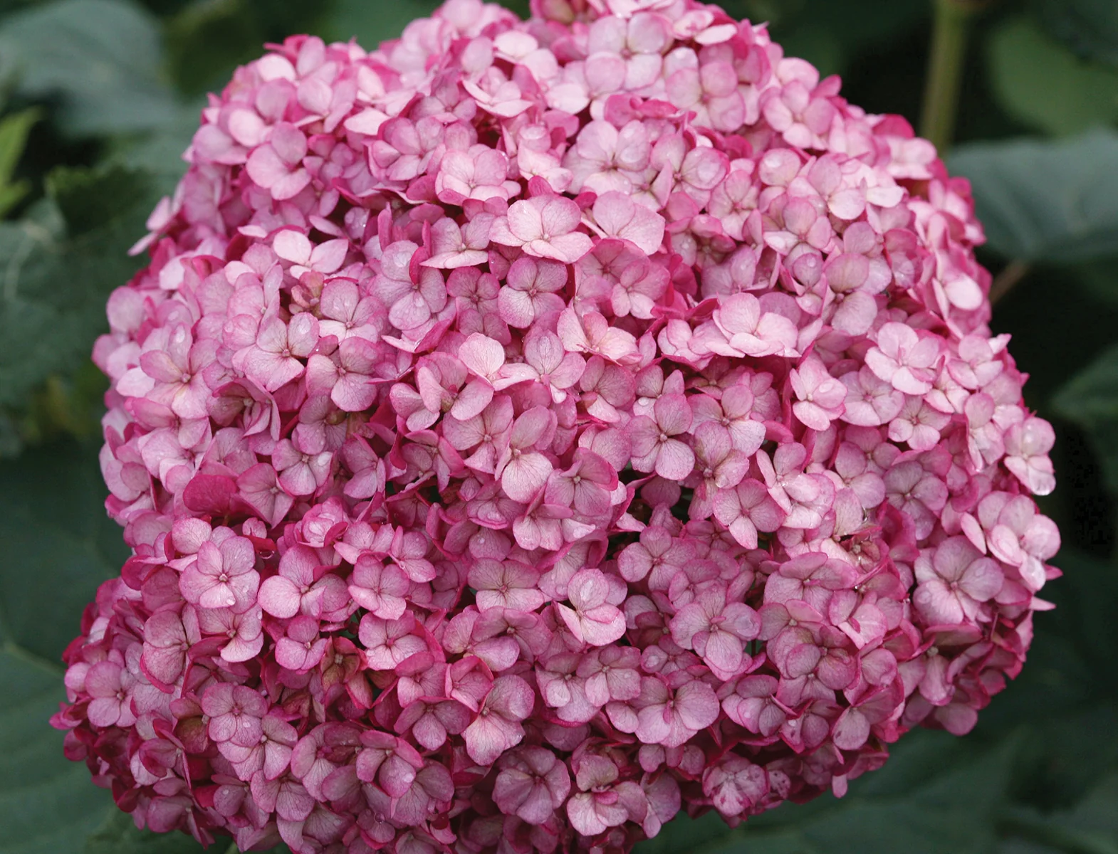 Hydrangea Invincibelle Mini Mauvette® PP (Hydrangea arborescens hybrid) - Image 2
