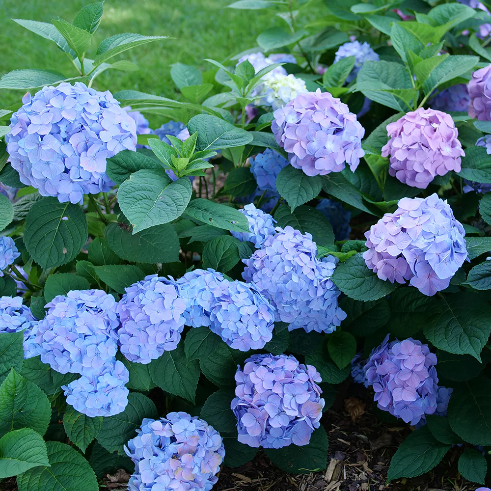 Hydrangea Let’s Dance Sky View® PP (Hydrangea macrophylla x serrata)