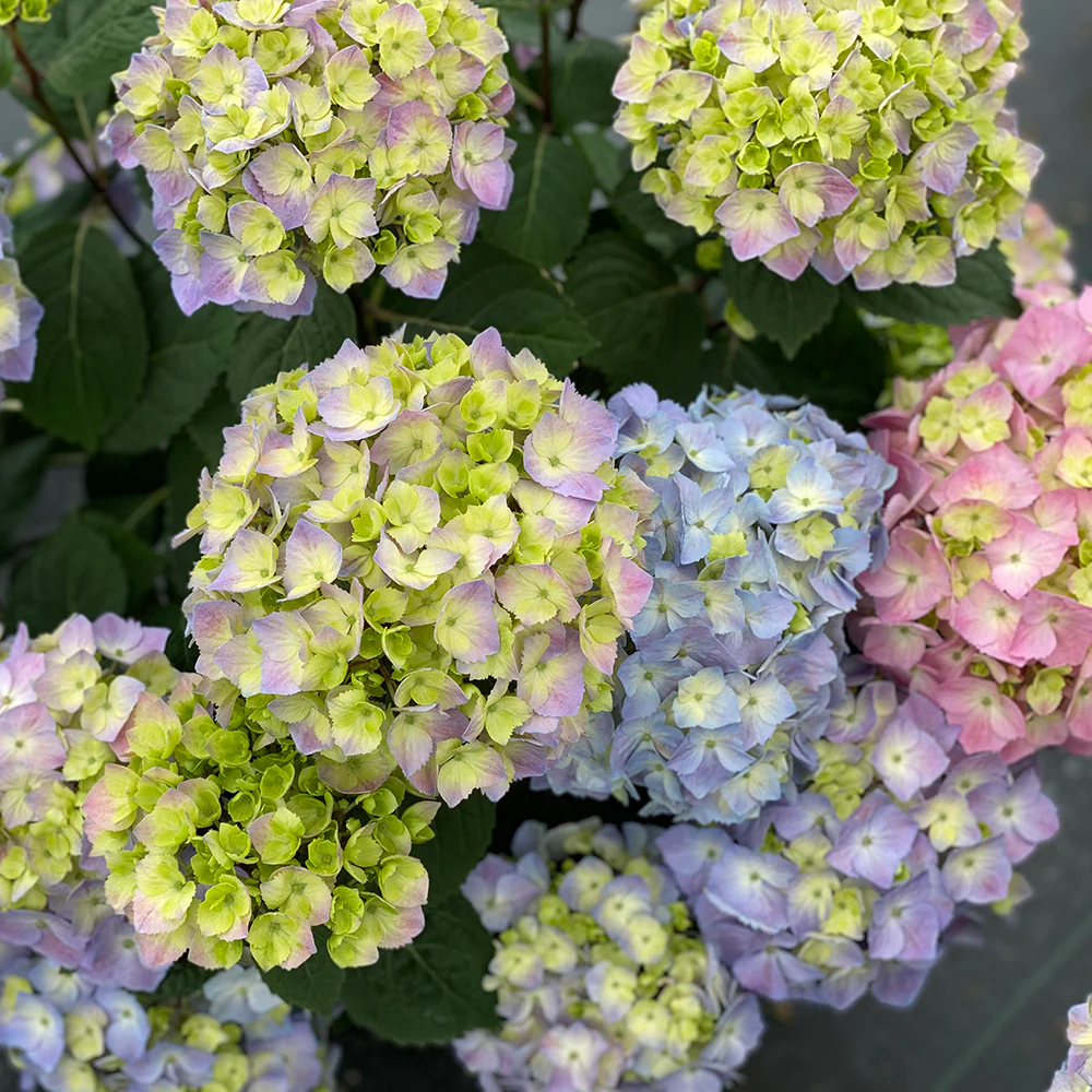 Hydrangea Let’s Dance Sky View® PP (Hydrangea macrophylla x serrata) - Image 2