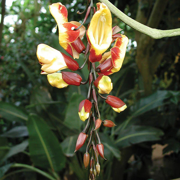 Indian Clock Vine (Thunbergia mysorensis) - Image 2