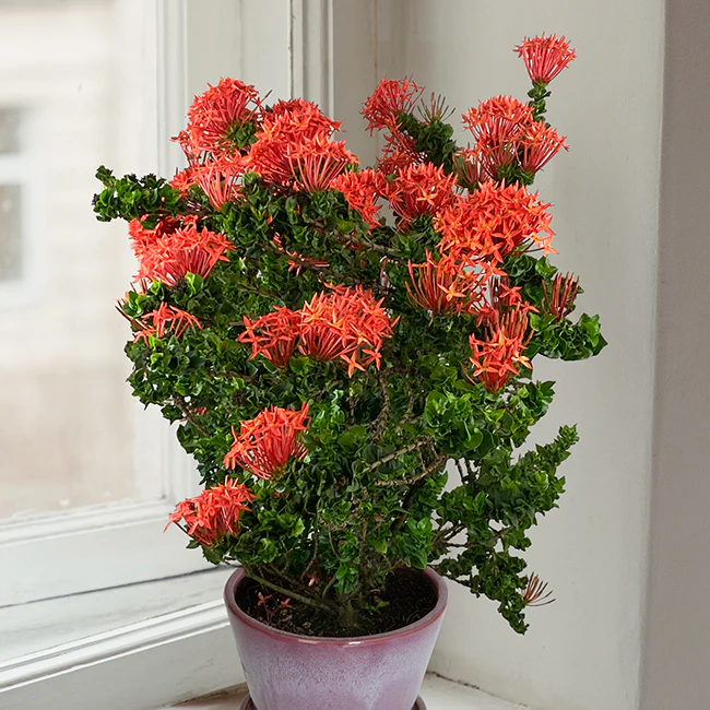 Ixora ‘Siam Ribbon’ (Ixora hybrid)