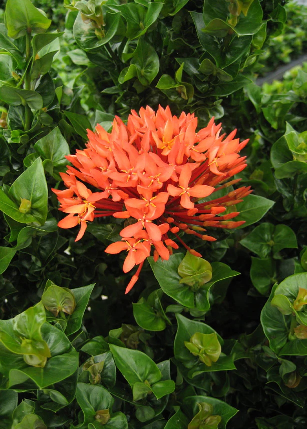 Ixora ‘Siam Ribbon’ (Ixora hybrid) - Image 2