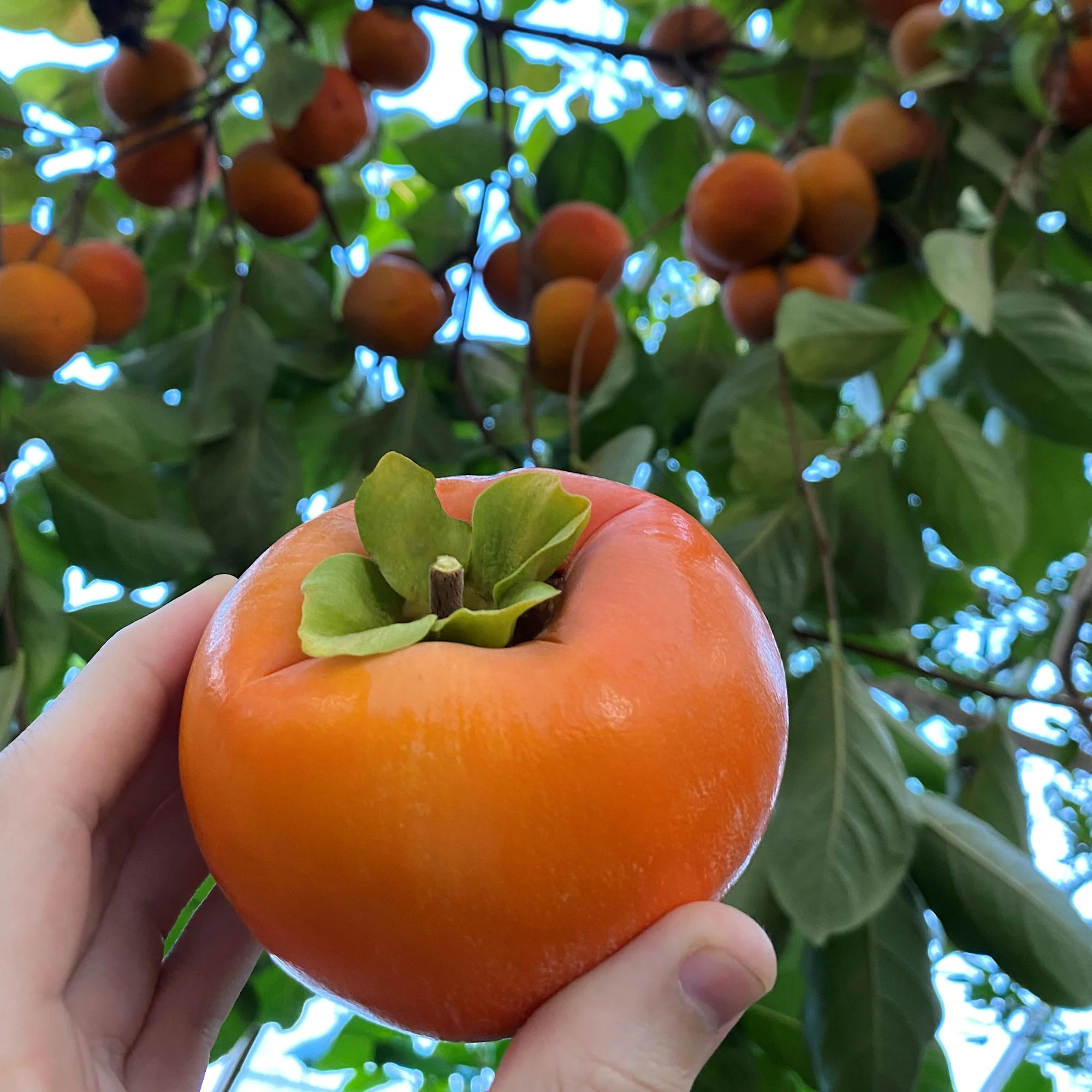 Japanese Persimmon Tree ‘Fuyu’ (Diospyros kaki) - Image 2