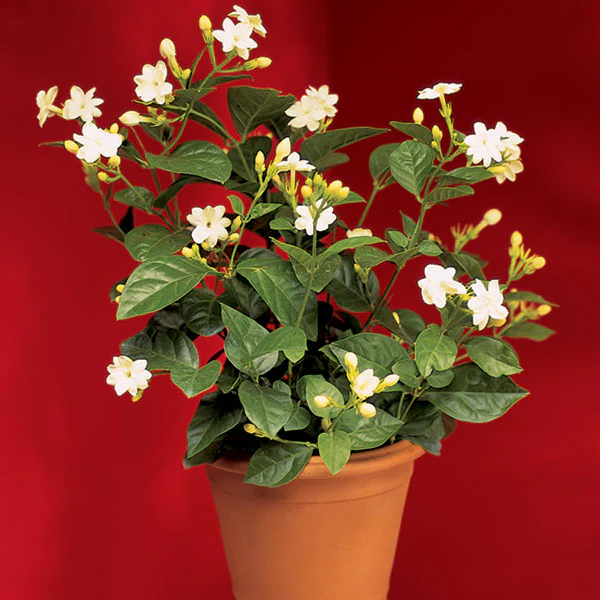 Jasmine ‘Maid of Orleans’ (Jasminum sambac)