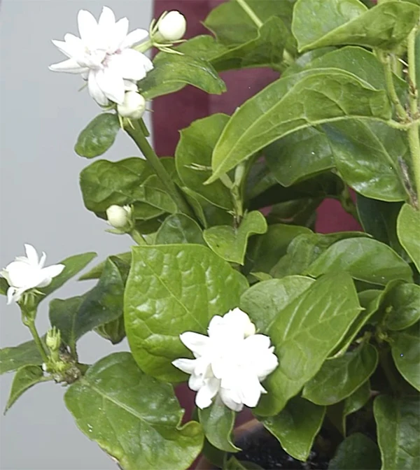 Jasmine ‘Maid of Orleans’ (Jasminum sambac) - Image 2