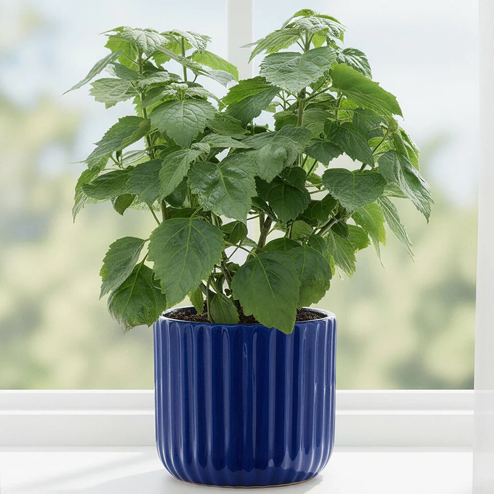Java Patchouli (Pogostemon heyneanus)