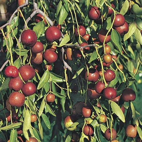 Jujube Plant Coco™ (Ziziphus jujuba)