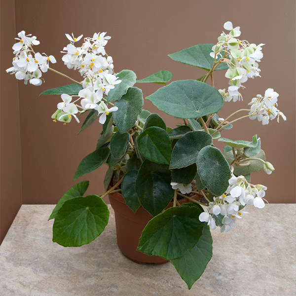 Kellerman's Begonia (Begonia kellermanii)