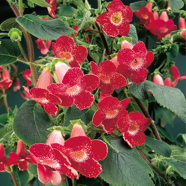 Kohleria ‘Longwood’ (Kohleria hybrid)