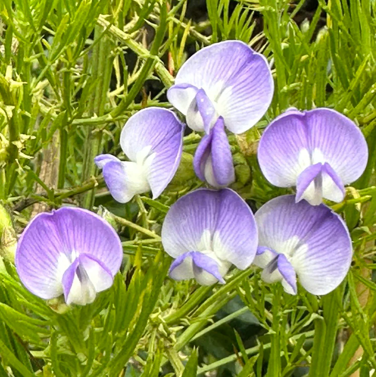 Kool-Aid Bush (Psoralea pinnata)