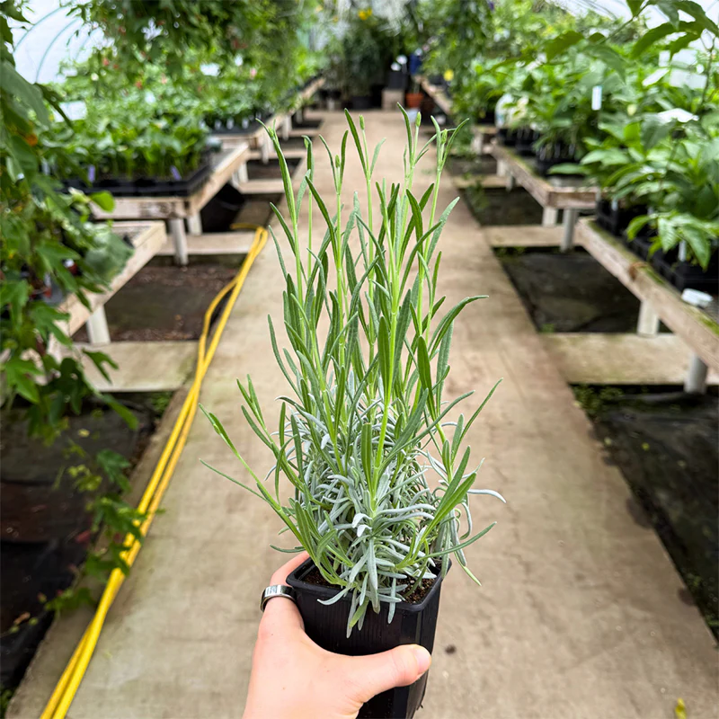 Lavender ‘Phenomenal’ PP (Lavandula x intermedia hybrid) - Image 2