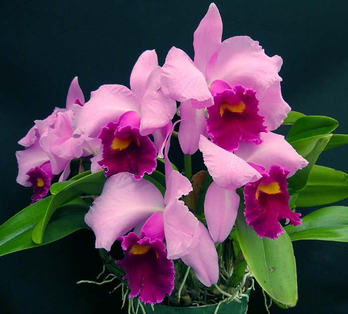 Lc Orchid Irene Newman ‘Happy Days’ (Laelia x Cattleya hybrid) - Image 2