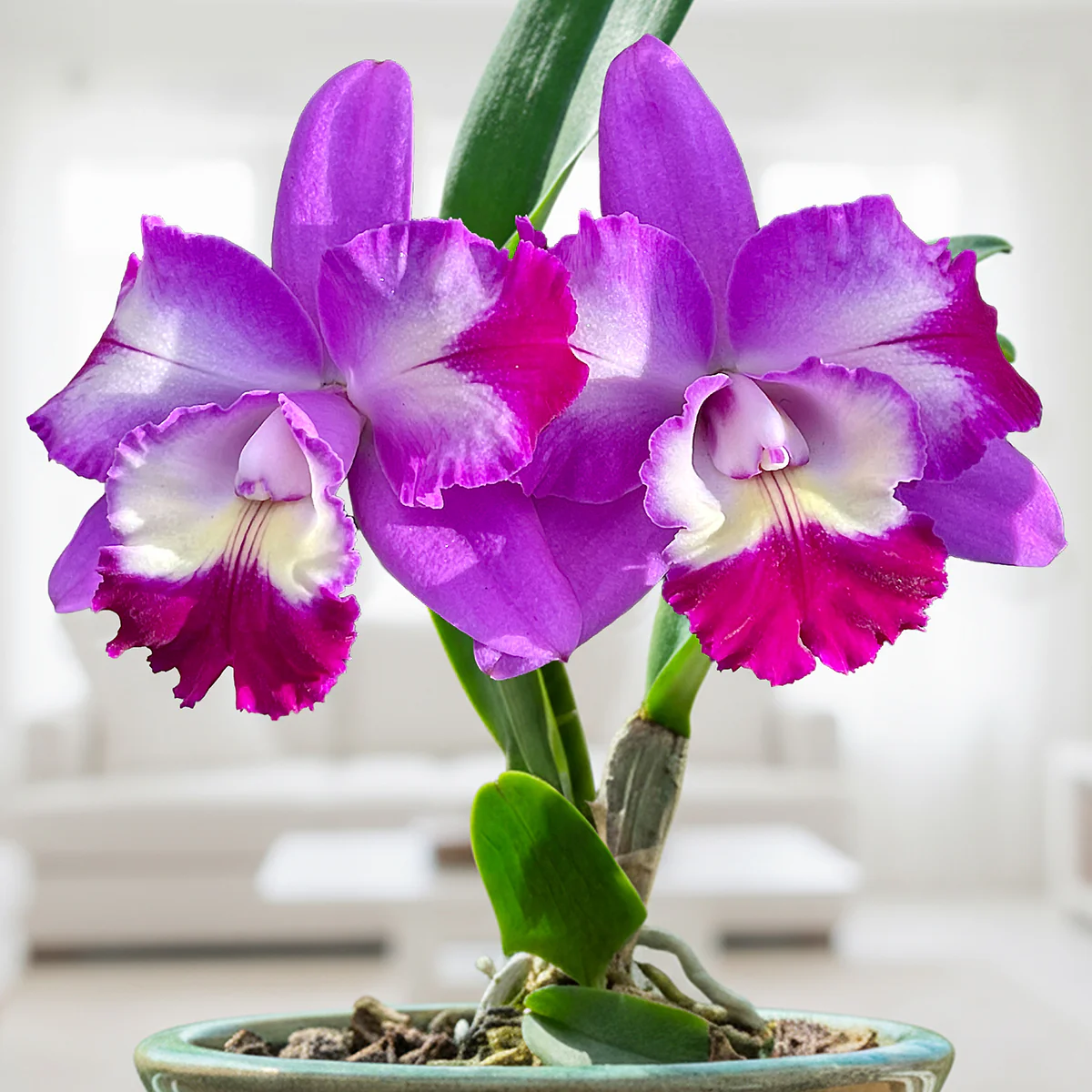 Lc. Orchid Mari’s Love ‘Taka’ (Laeliocattleya hybrid)