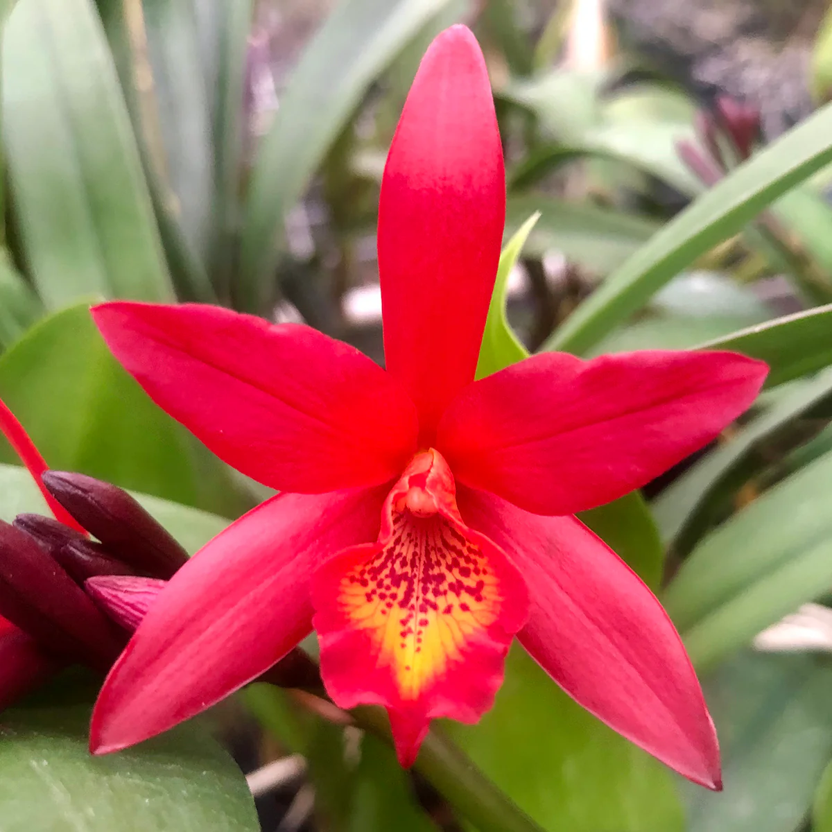 Lc. Orchid Rojo ‘Valentine’s Day’ (Laeliocattleya hybrid)