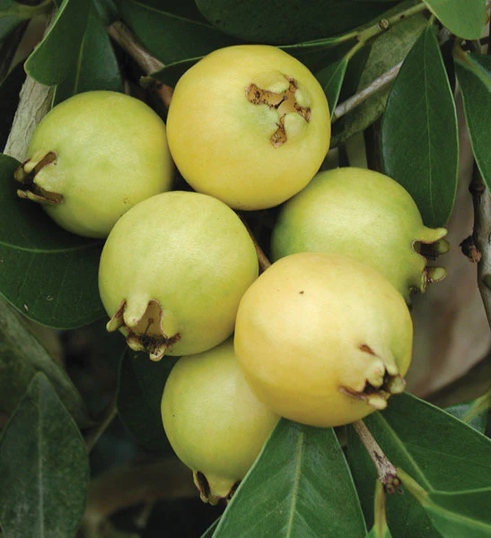Lemon Guava Tree (Psidium littorale) - Image 3