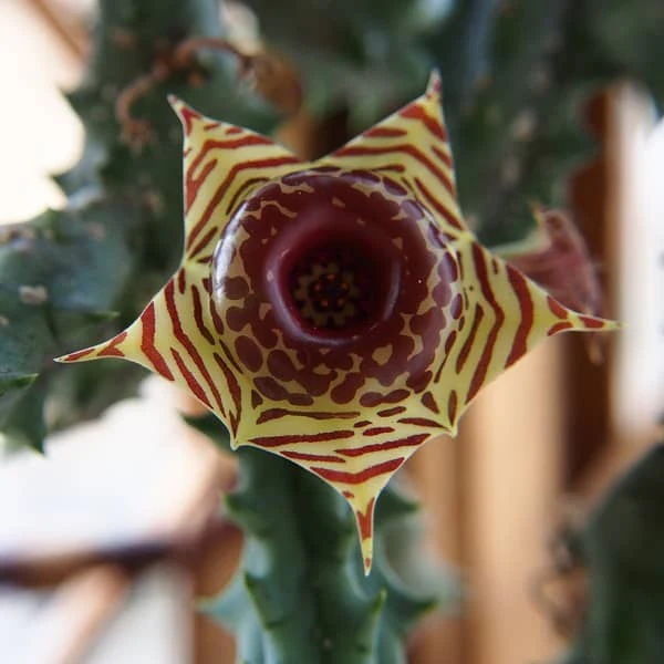 Life Saver Plant (Huernia zebrina) - Image 2