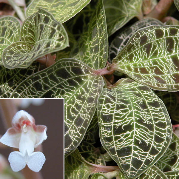 Lightning Bolt Jewel Orchid (Macodes petola) - Image 2