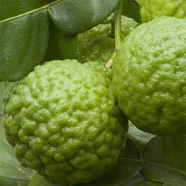 Lime Leaf Tree (Citrus hystrix) - Image 2