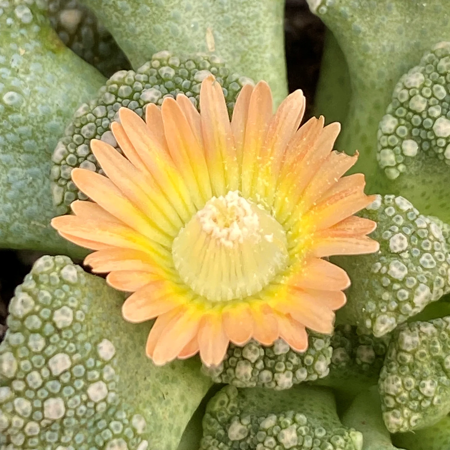 Limestone Living Rocks (Titanopsis calcarea) - Image 2