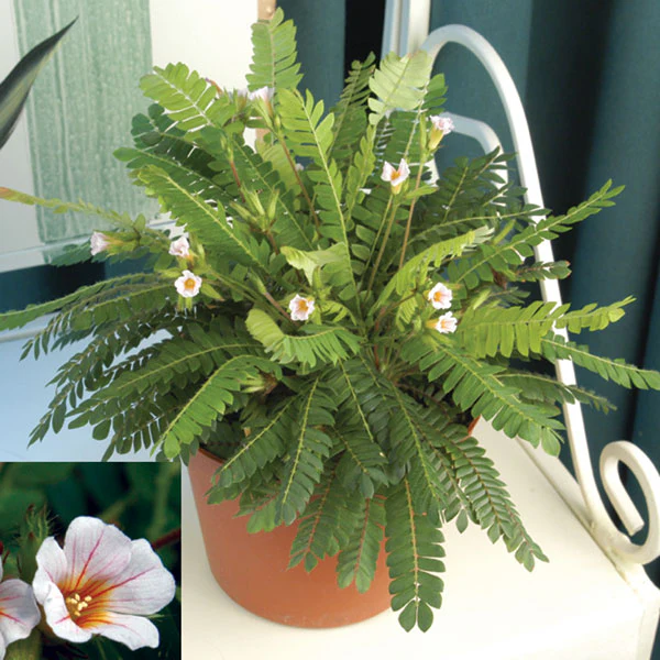 Little Tree Plant (Biophytum sensitivum)