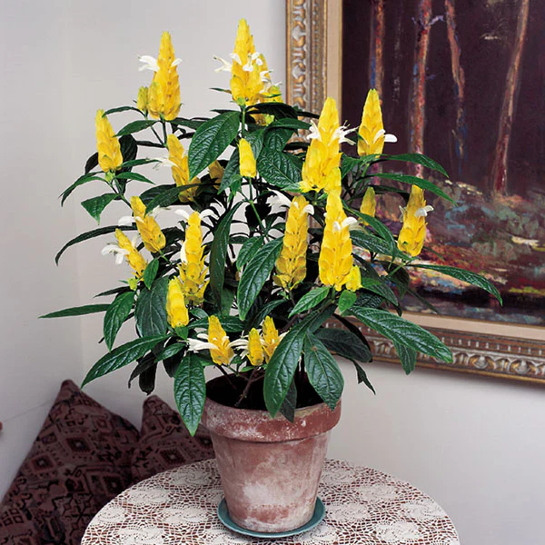 Lollipop Flower (Pachystachys lutea)