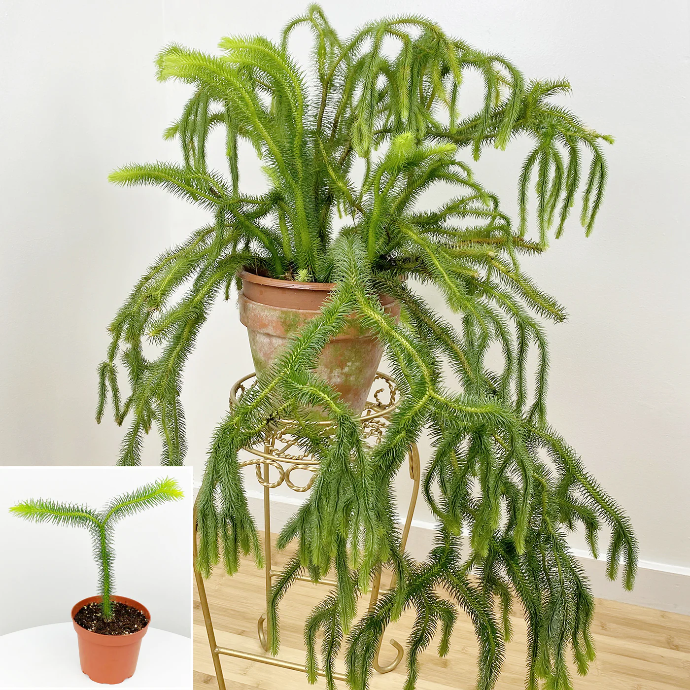 Lycopodium (Lycopodium squarrosum)