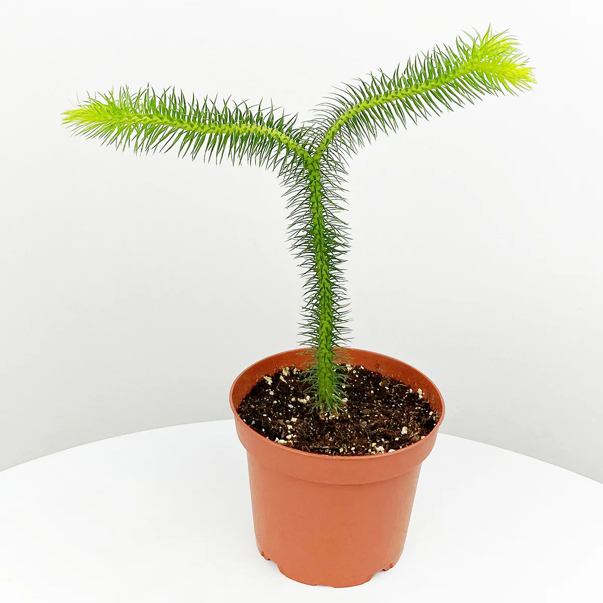 Lycopodium (Lycopodium squarrosum) - Image 2
