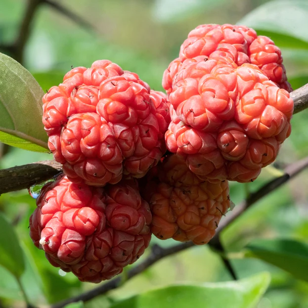 Mandarin Melon Berry Tree (Cudrania tricuspidata)