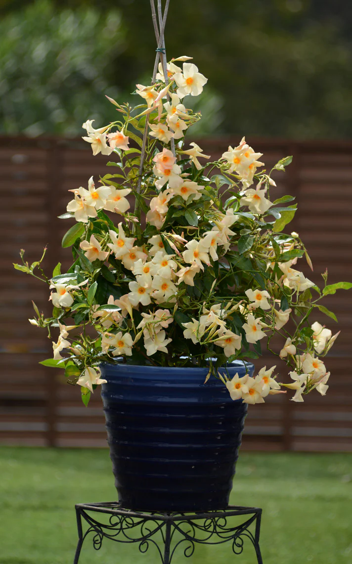 Mandevilla SunParasol® ‘Giant Apricot’ (Mandevilla hybrid)