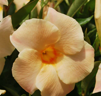 Mandevilla SunParasol® ‘Giant Apricot’ (Mandevilla hybrid) - Image 2