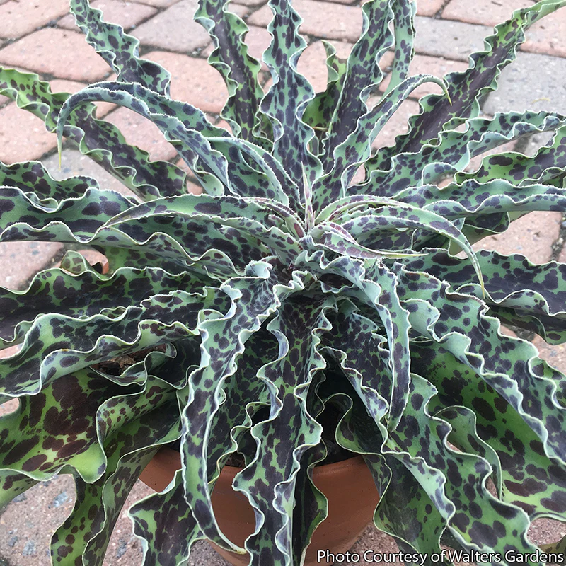 Manfreda ‘Mint Chocolate Chip’ PP (Manfreda undulata hybrid)