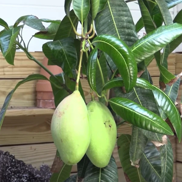 Mango Tree ‘Pickering’ (Mangifera indica hybrid) - Image 3