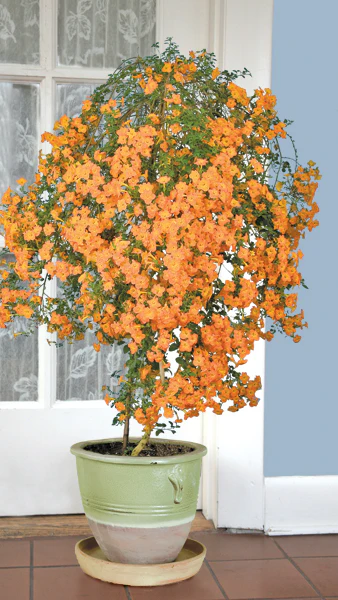 Marmalade Plant (Streptosolen jamesonii) - Image 2