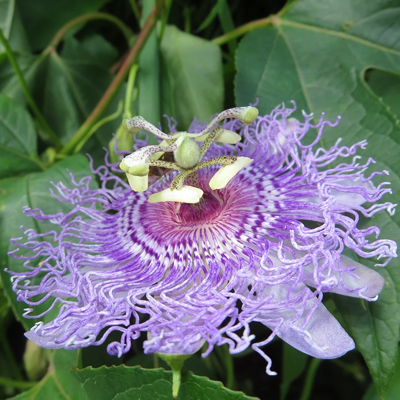 Maypop Passion Flower (Passiflora incarnata) - Image 3