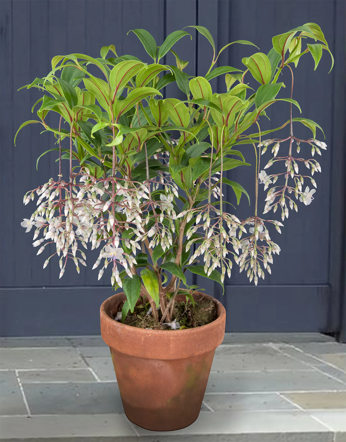 Medinilla ‘Lalique’ (Medinilla alata 'Lalique')