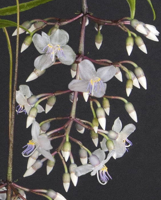 Medinilla ‘Lalique’ (Medinilla alata 'Lalique') - Image 2