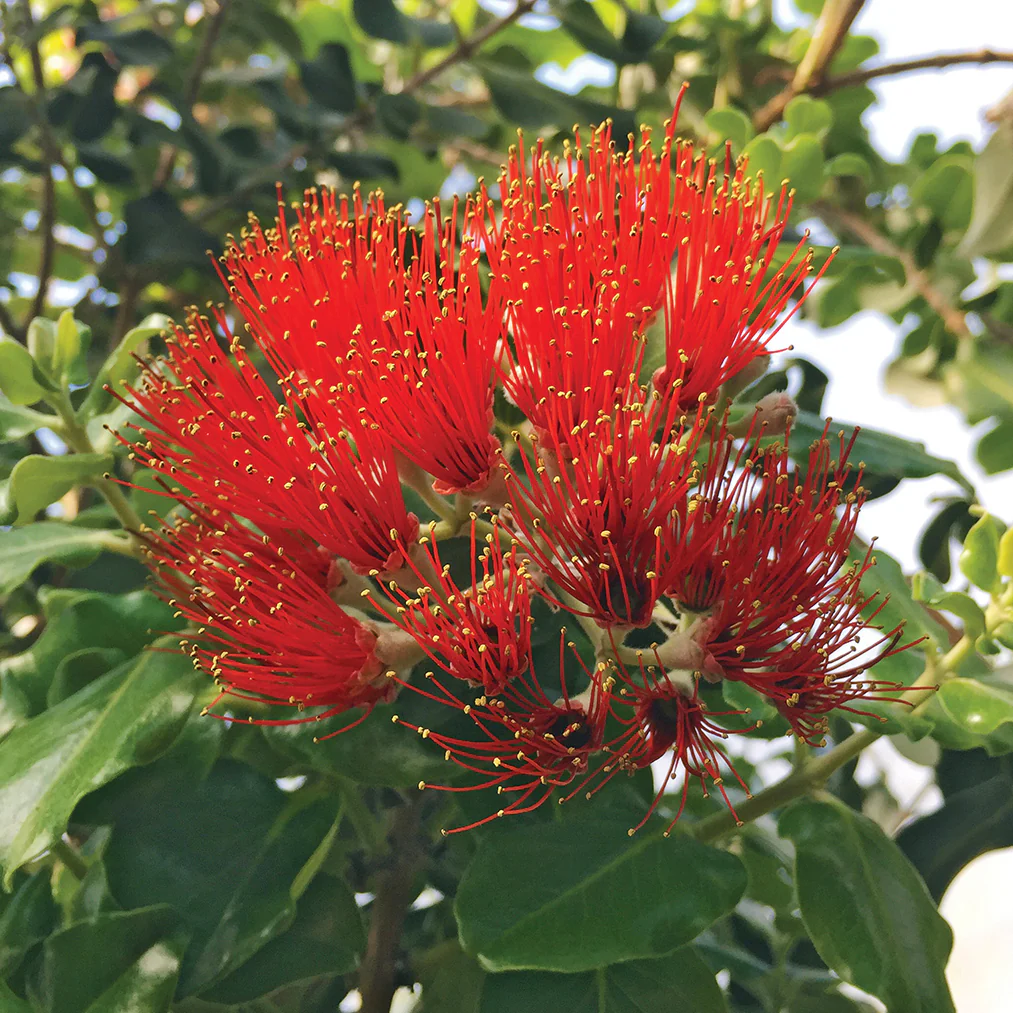 Metrosideros ‘Cherry Red’ (Metrosideros polymorpha)