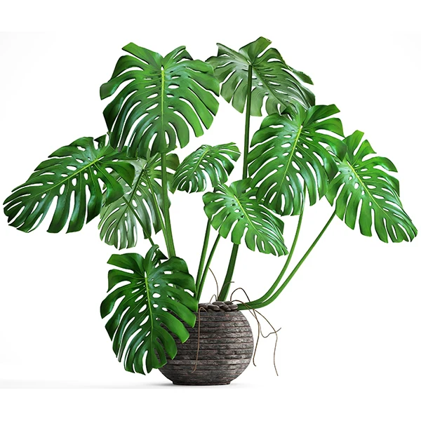 Mexican Breadfruit (Monstera deliciosa) - Image 2